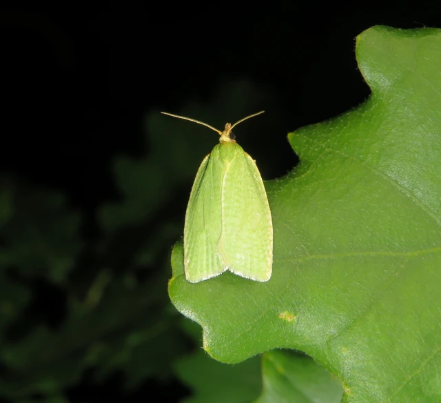 tölgyilonca - Tortrix viridana
