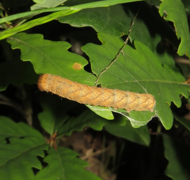 narancssárga őszibagoly - Jodia croceago