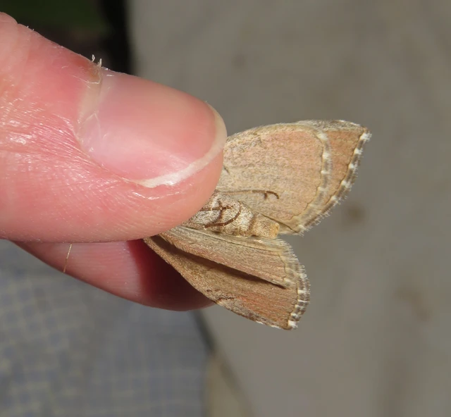 Aplocera plagiata - szürke csíkosaraszoló