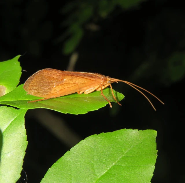 Trichoptera - Tegzesek