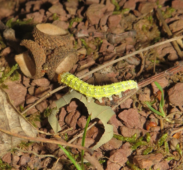 zöldes pihésszövő - Polyploca ridens