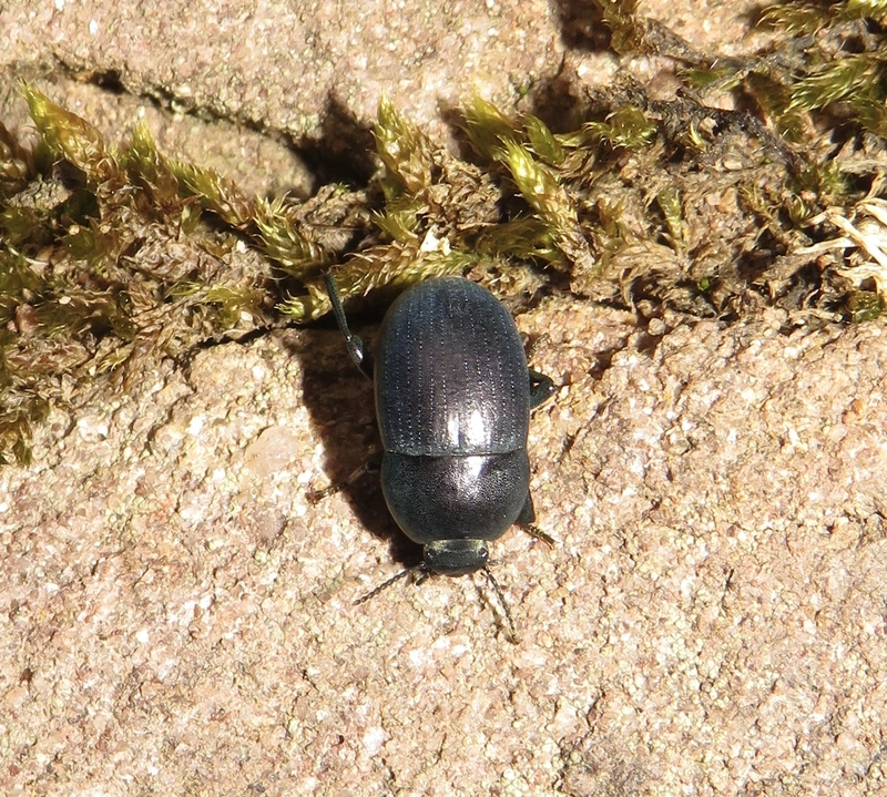 Pedinus hungaricus - pannóniai gyászbogár