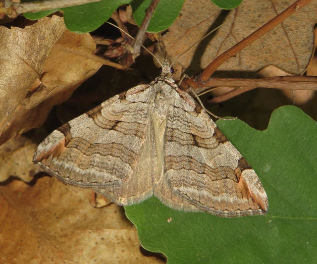 Aplocera efformata/plagiata