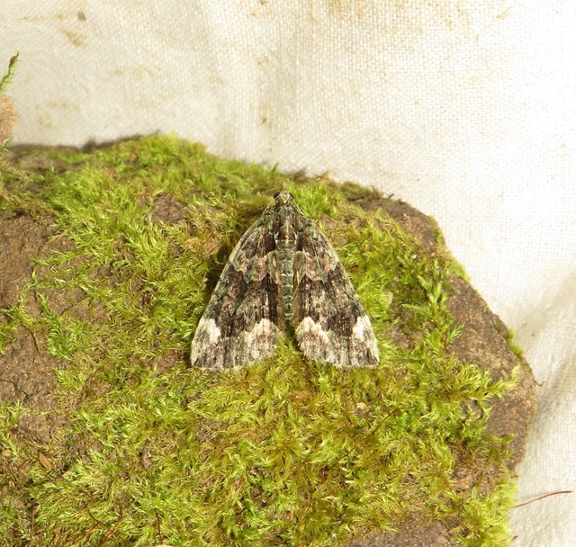Chloroclysta siterata - salátazöld araszoló