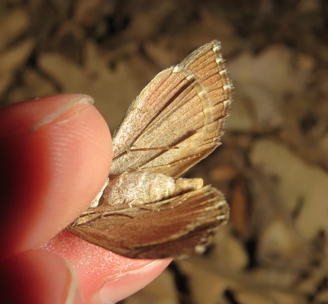 Aplocera plagiata - szürke csíkosaraszoló