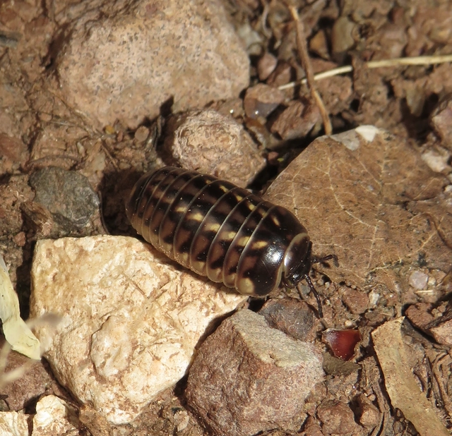 Glomeris hexasticha