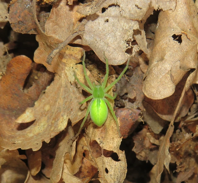Micrommata virescens - hunyópók
