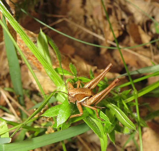Pholidoptera aptera - nagy avarszöcske
