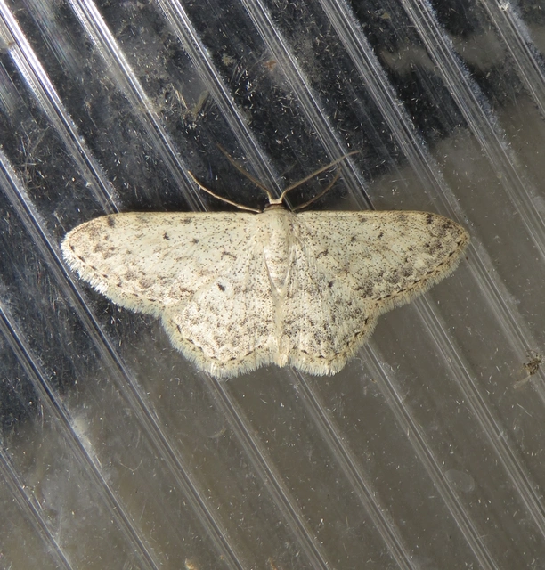 Scopula marginepunctata - pettyes sávosaraszoló