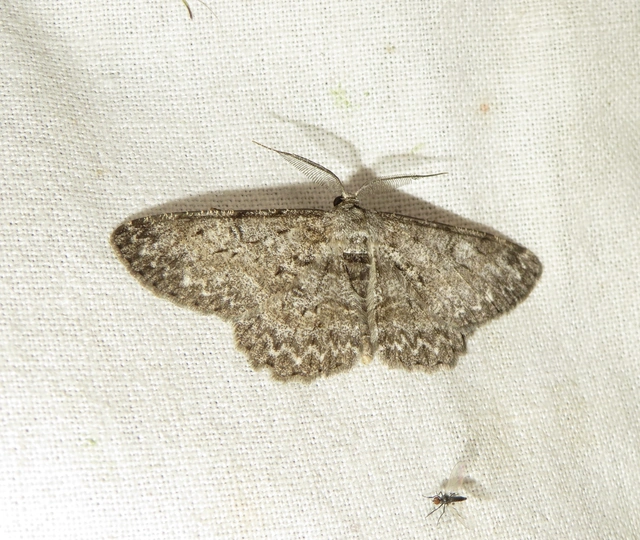 Hypomecis punctinalis - pettyes faaraszoló