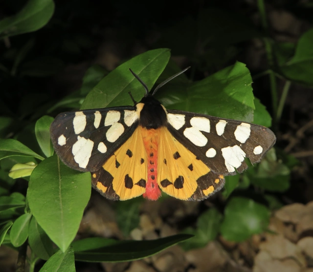 Arctia villica - fekete medvelepke