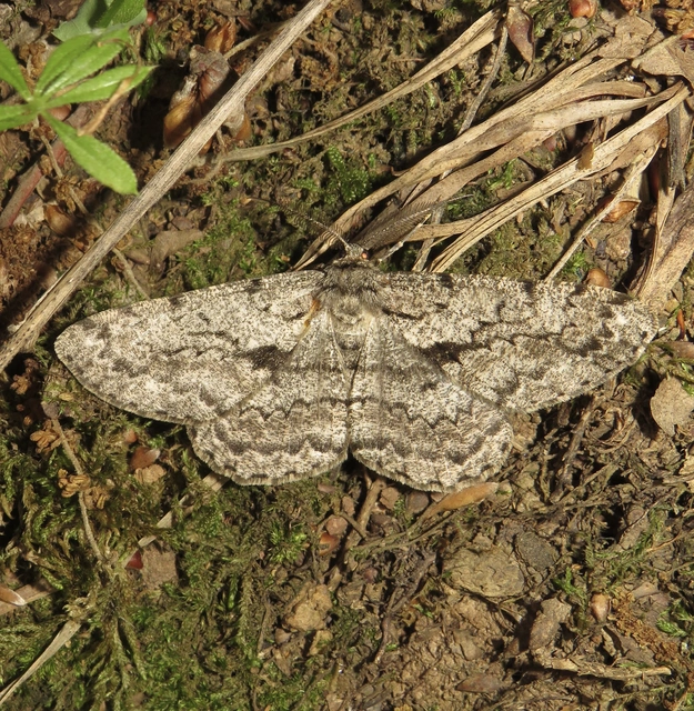 Hypomecis roboraria - nagy tölgyfaaraszoló
