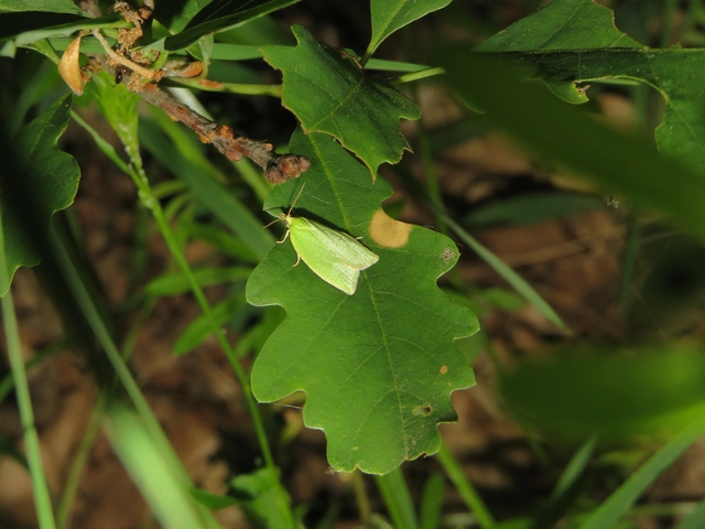 Tortrix viridana - tölgyilonca