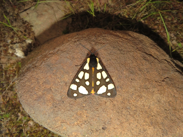 Arctia villica - fekete medvelepke