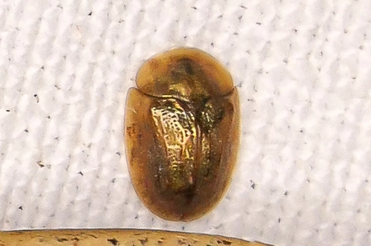 Hypocassida
