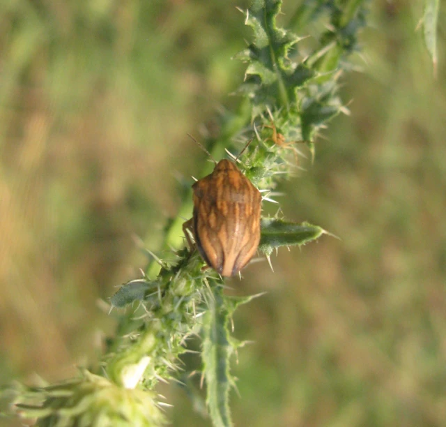 Odontotarsus Odontotarsus