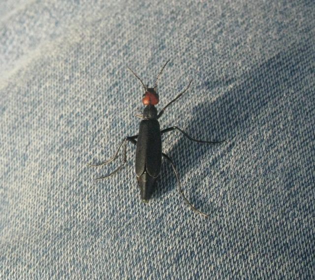 hollóbogár - Epicauta rufidorsum