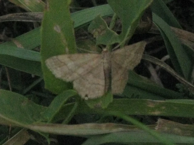 Scopula rubiginata - réti pirosaraszoló