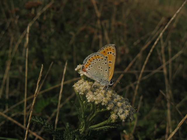kis tűzlepke - Lycaena thersamon