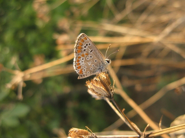 Aricia agestis - szerecsenboglárka