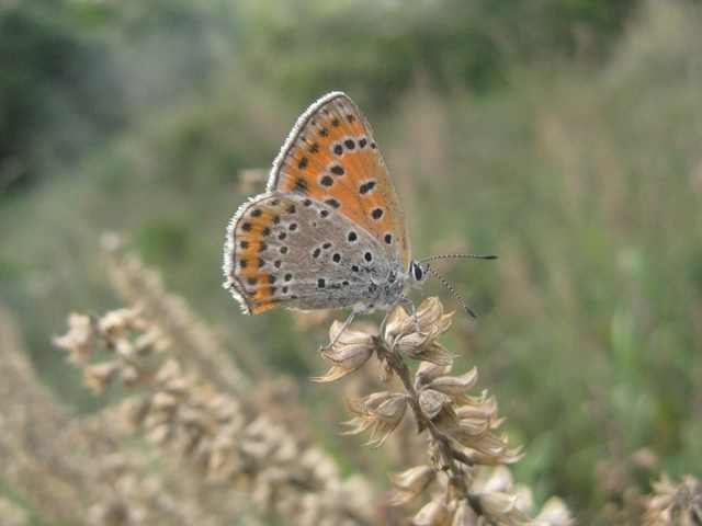 Lycaena thersamon - kis tűzlepke