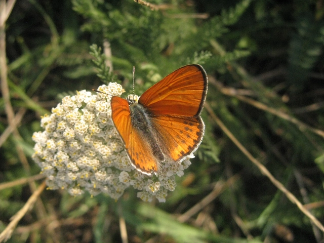 Lycaena thersamon - kis tűzlepke