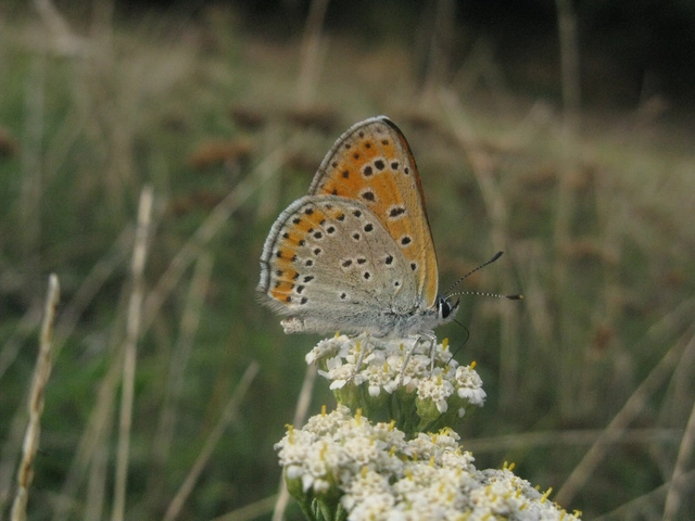 Lycaena thersamon - kis tűzlepke
