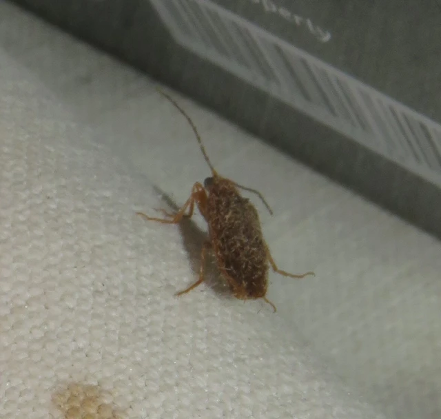 dülledtszemű pattanó - Denticollis linearis