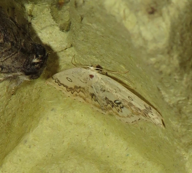 Cyclophora annularia - gyűrűs pettyesaraszoló