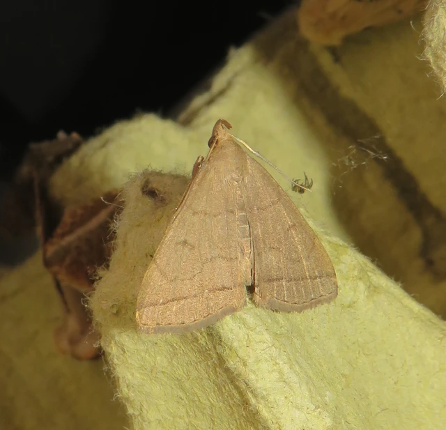 tollaslábú karcsúbagoly - Treitschkendia tarsipennalis