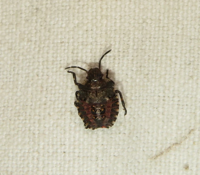 Pentatomidae - címerespoloskák