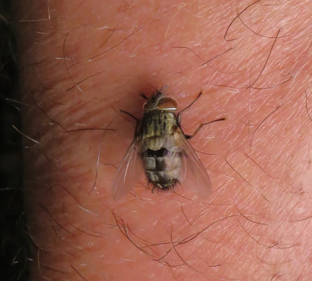 Tachinidae - fürkészlegyek