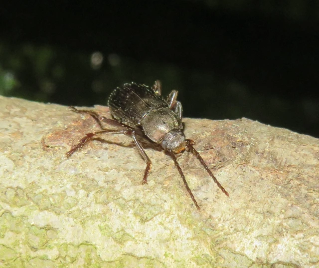 bronzos gyászbogár - Stenomax aeneus