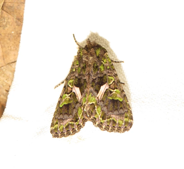 Trachea atriplicis - nyári zöldbagoly