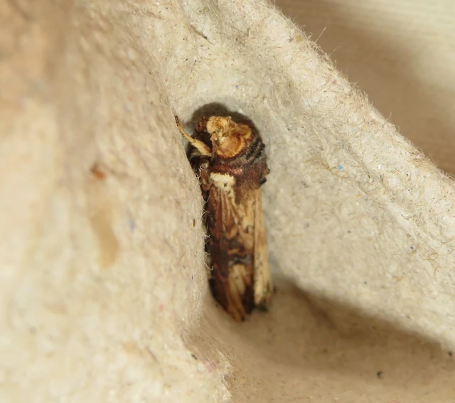 Axylia putris - vonalkás földibagoly