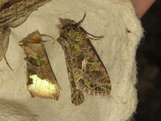 Trachea atriplicis - nyári zöldbagoly