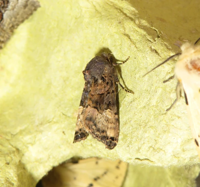 Euplexia lucipara - szeder-csipkésbagoly