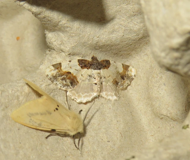 Ligdia adustata - barna levélaraszoló