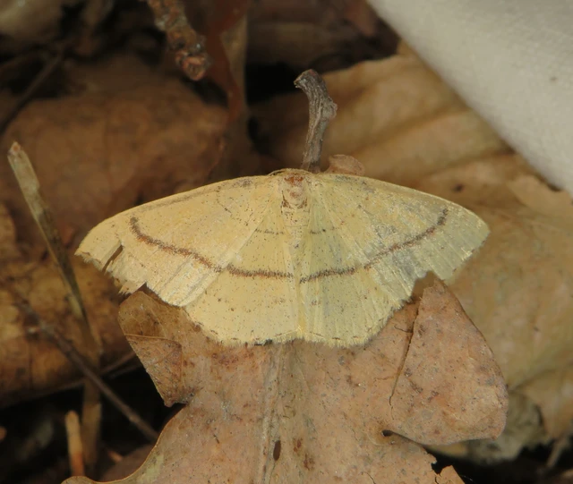 Cyclophora linearia - vonalas pettyesaraszoló