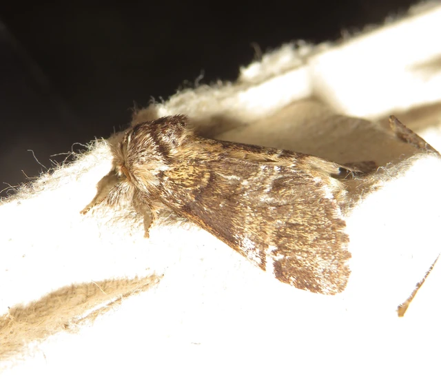 Drymonia dodonea - bélyeges púposszövő