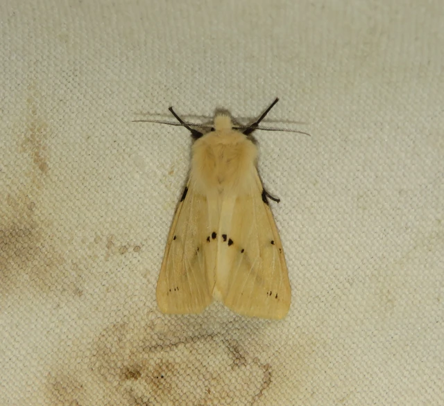 Spilarctia lutea - sárgás medvelepke