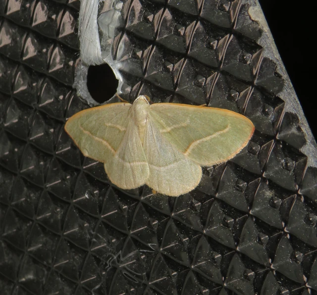 Hylaea fasciaria - erdeifenyő-sávosaraszoló