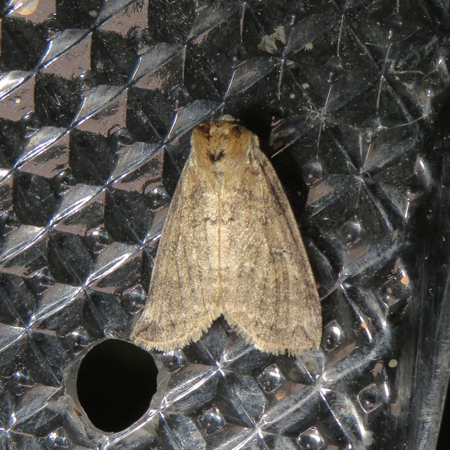 Tethea or - bélyeges pihésszövő