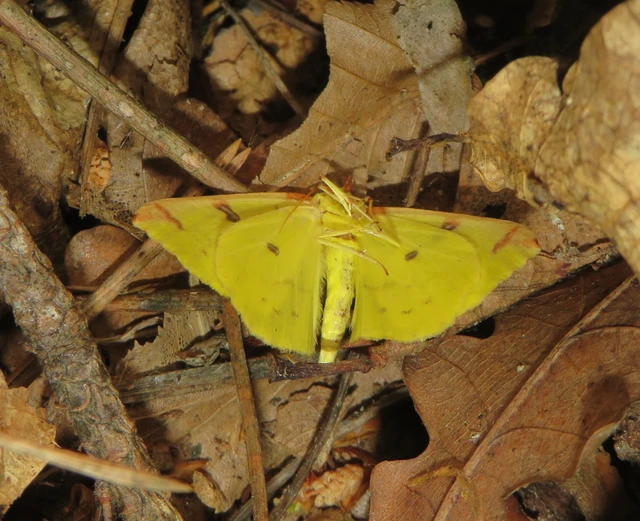 Opisthograptis luteolata - citromsárga araszoló