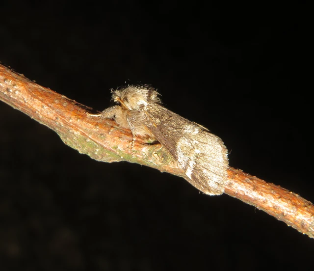 Drymonia dodonea - bélyeges púposszövő