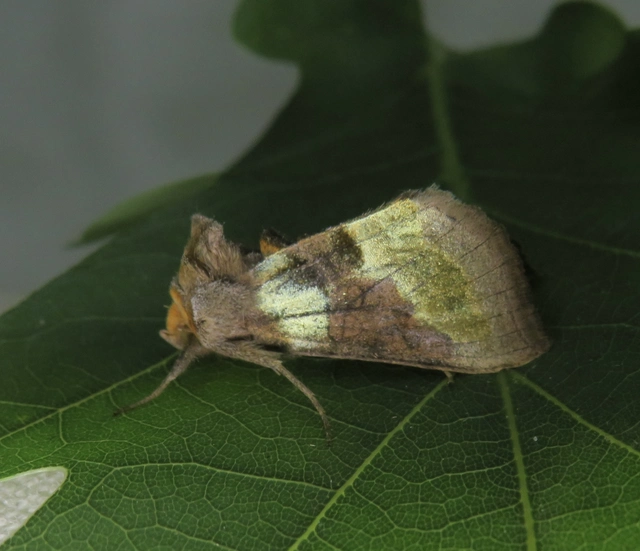 Diachrysia chrysitis - aranybagoly