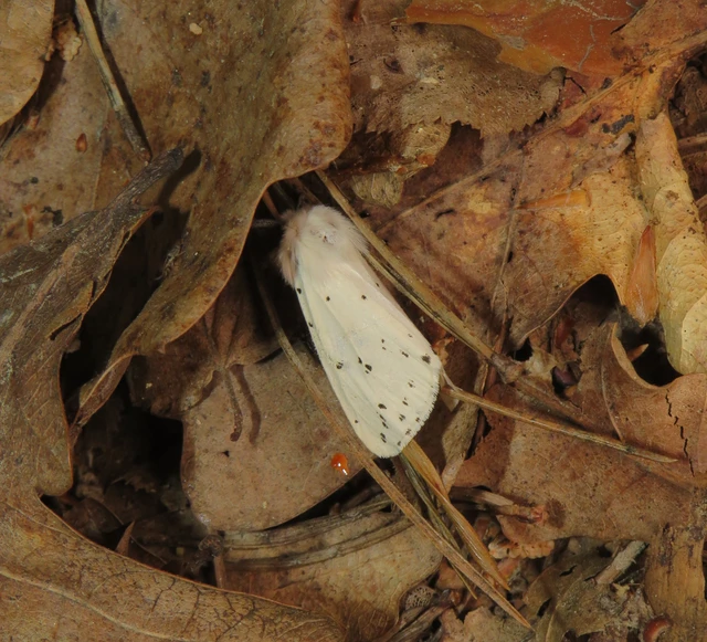 Spilosoma lubricipedum - tejszínű medvelepke