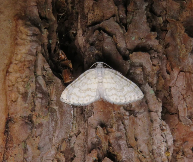 Asthena albulata - gyertyán-fehéraraszoló