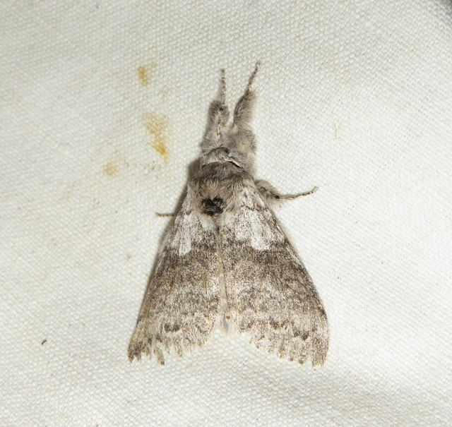 Calliteara pudibunda - hamvasszövő