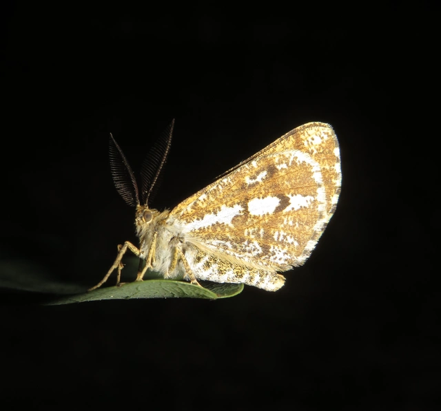 Bupalus piniaria - fenyőaraszoló